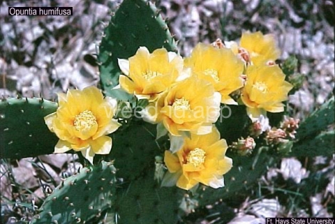 pricklypear, spreading